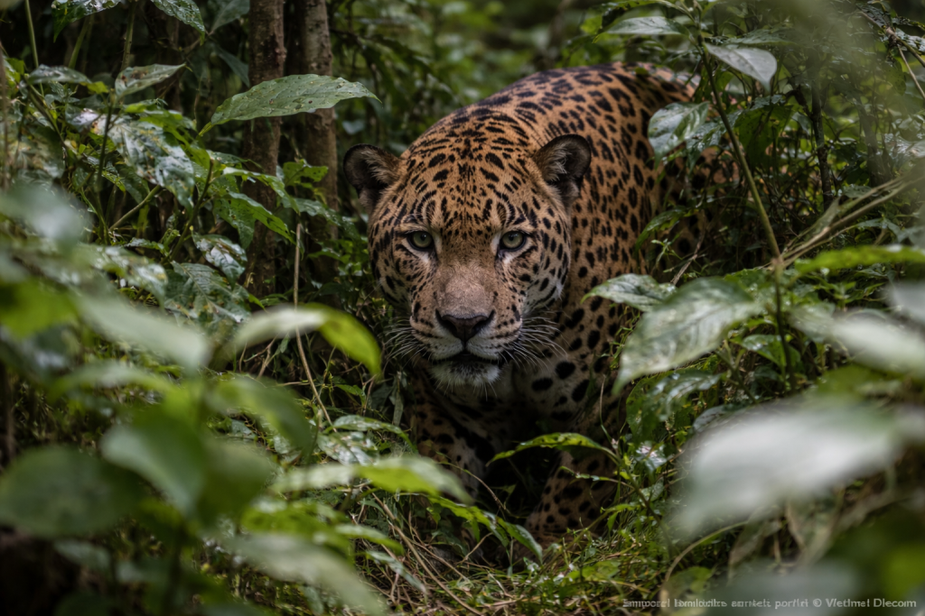guia-encontra-onca-em-area-do-interior-de-sp-e-caso-mobiliza-atencao-ambiental