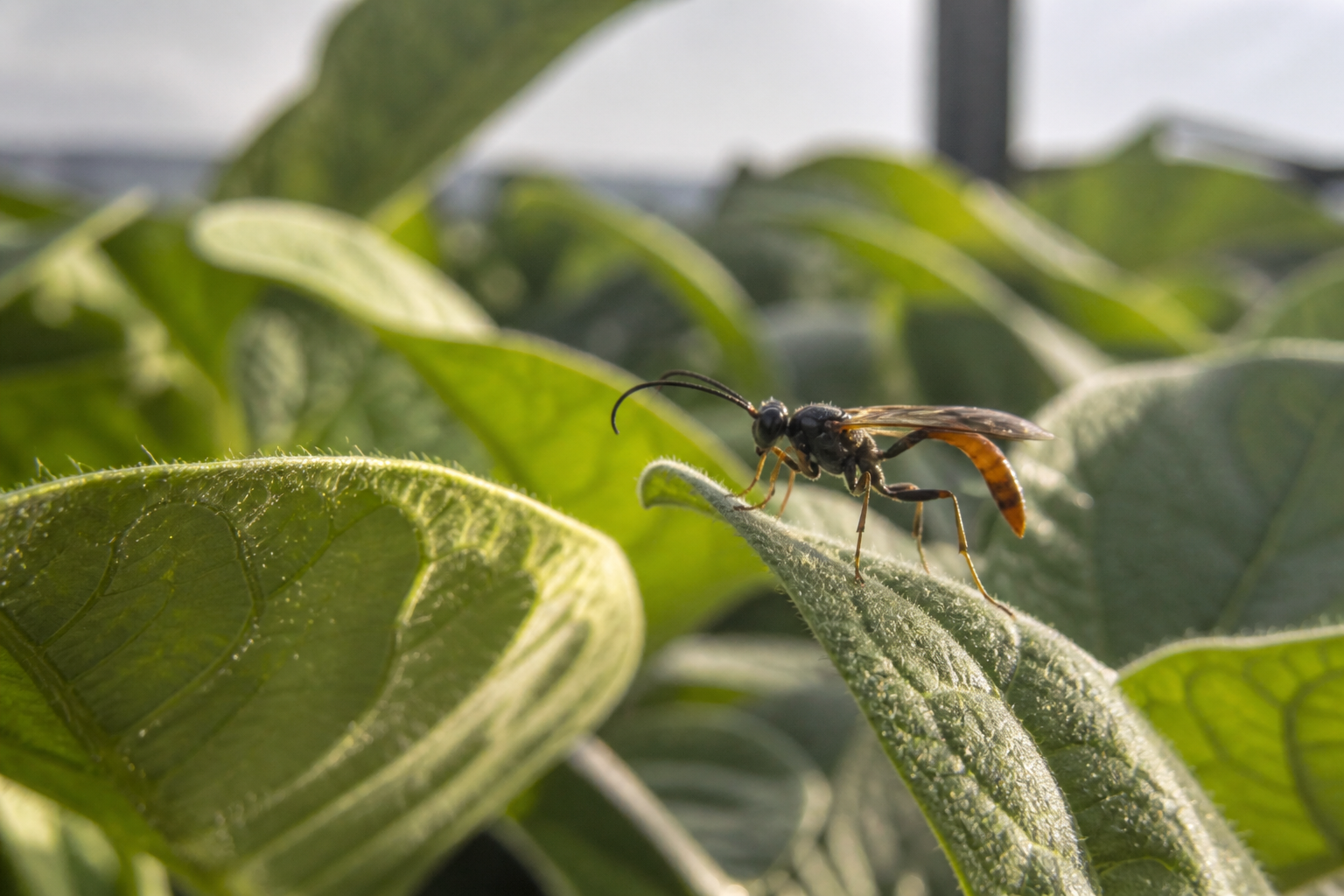 Inteligência artificial identifica vespas que podem reduzir uso de inseticidas na agricultura